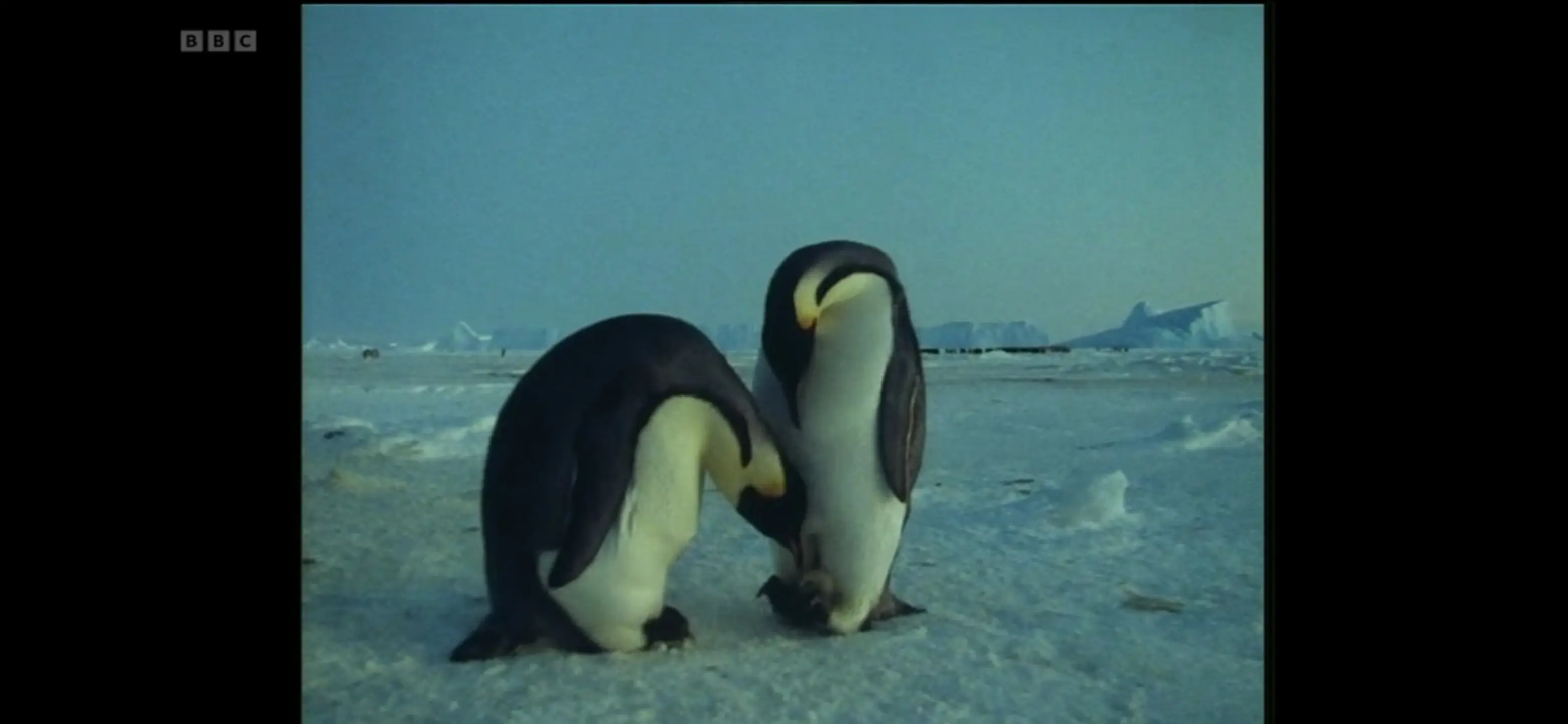Animal screengrab from Life in the Freezer - The Big Freeze
